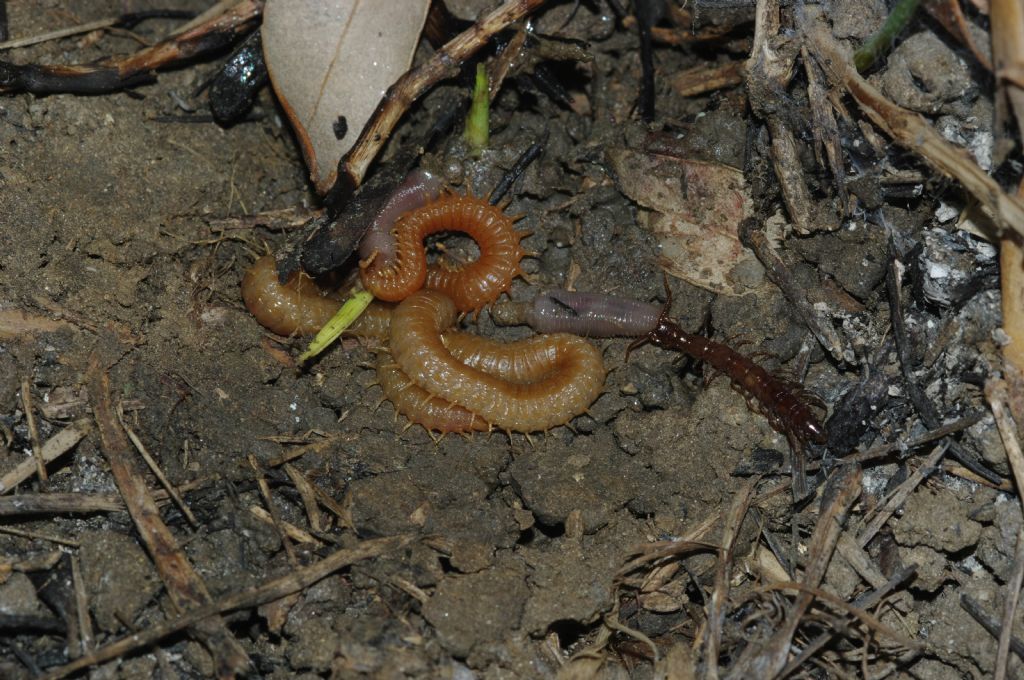 Un geofilomorfo ed un litobiomorfo si nutrono di un lombrico